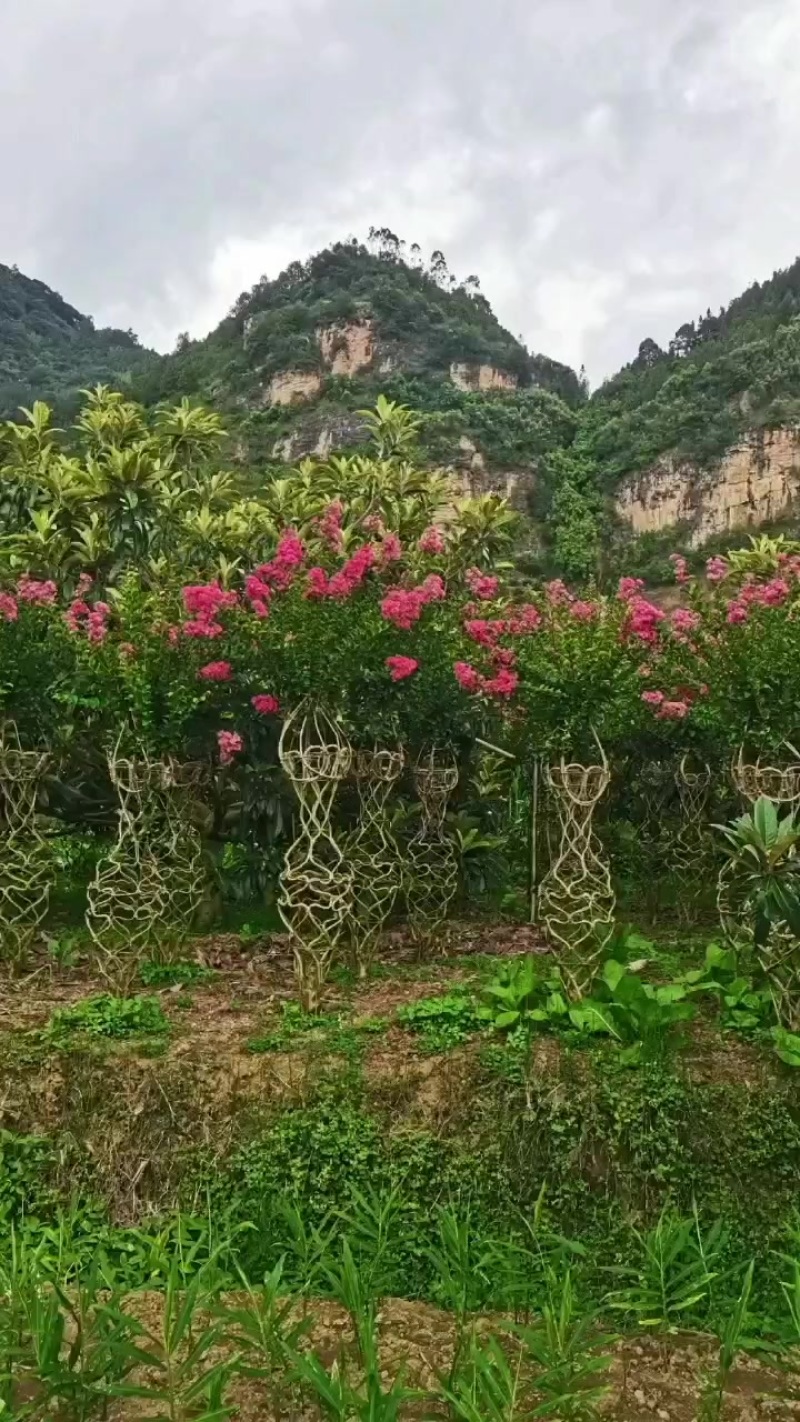 紫薇种植户