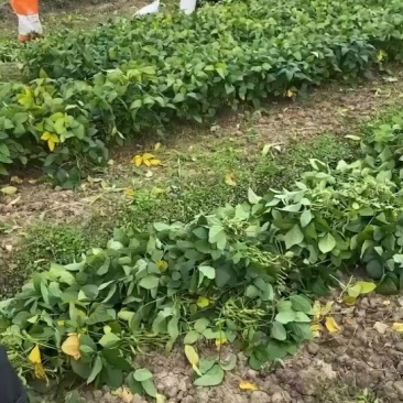 64毛豆