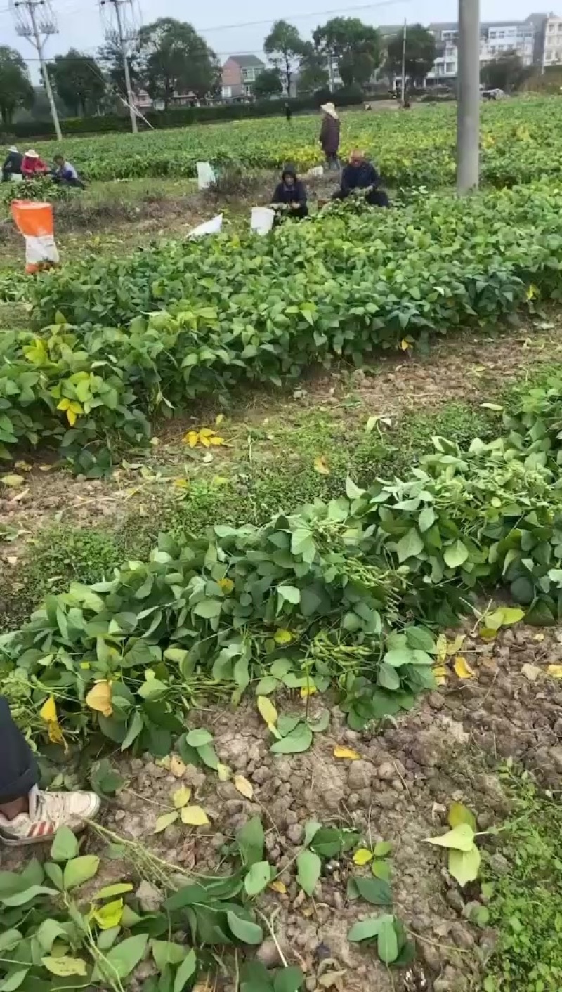 64毛豆