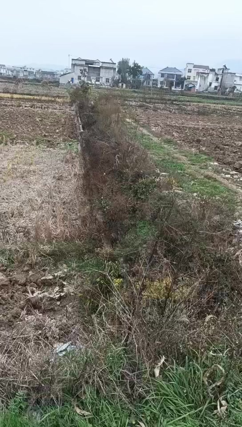 一千亩适合种莲藕
