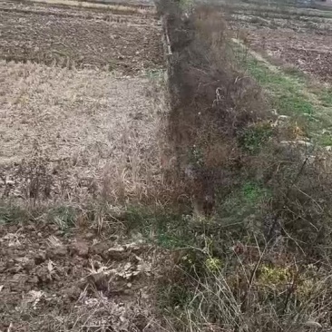 一千亩适合种莲藕