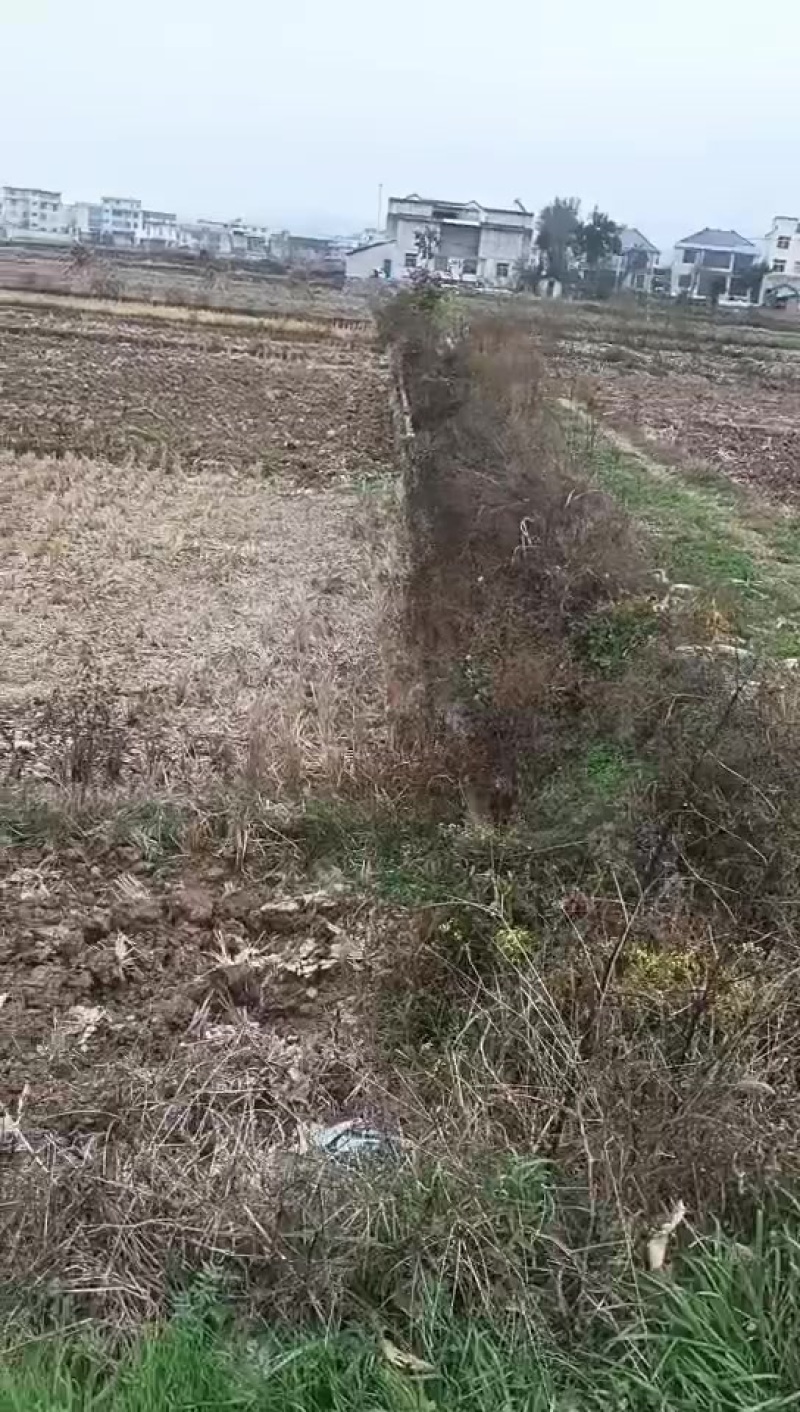 一千亩适合种莲藕