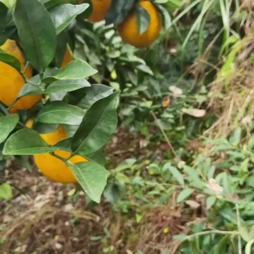 血橙脐橙