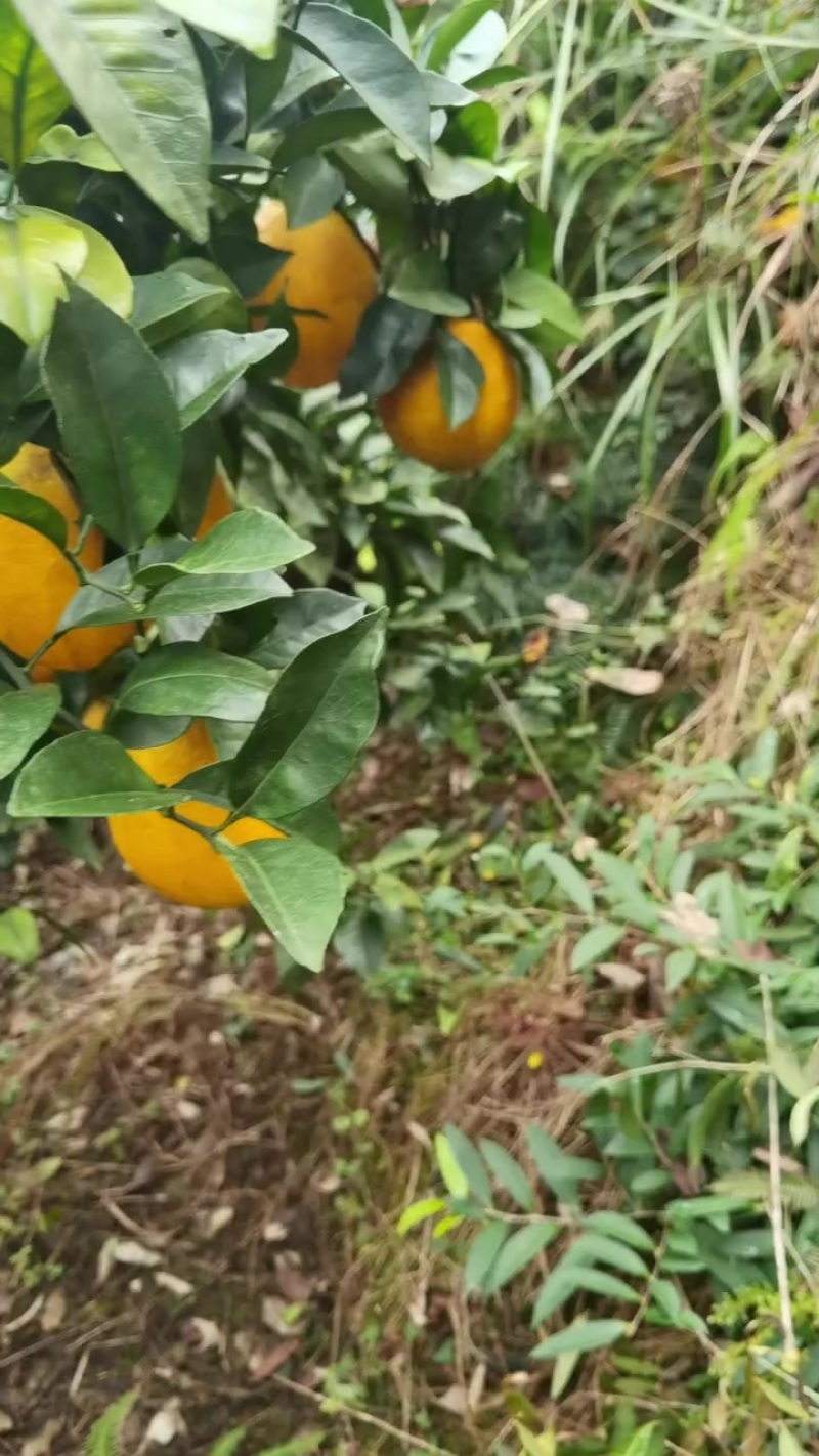 血橙脐橙