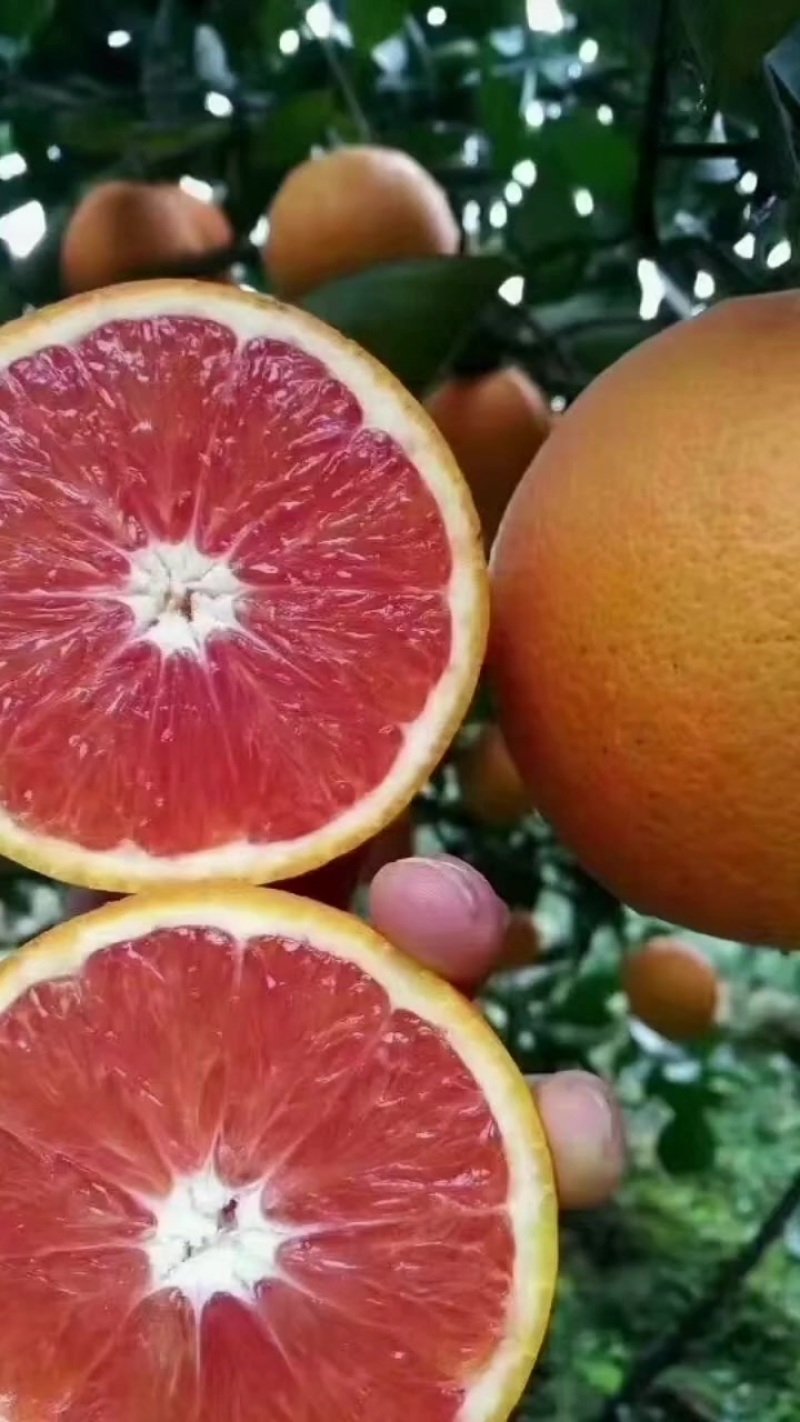 血橙脐橙