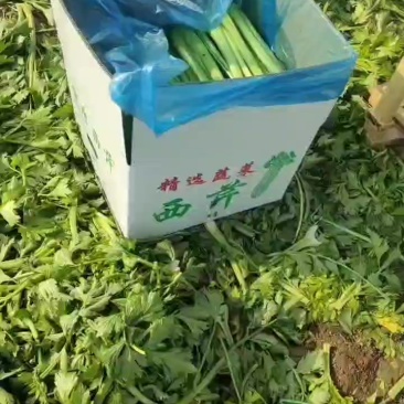 西芹大中小颗