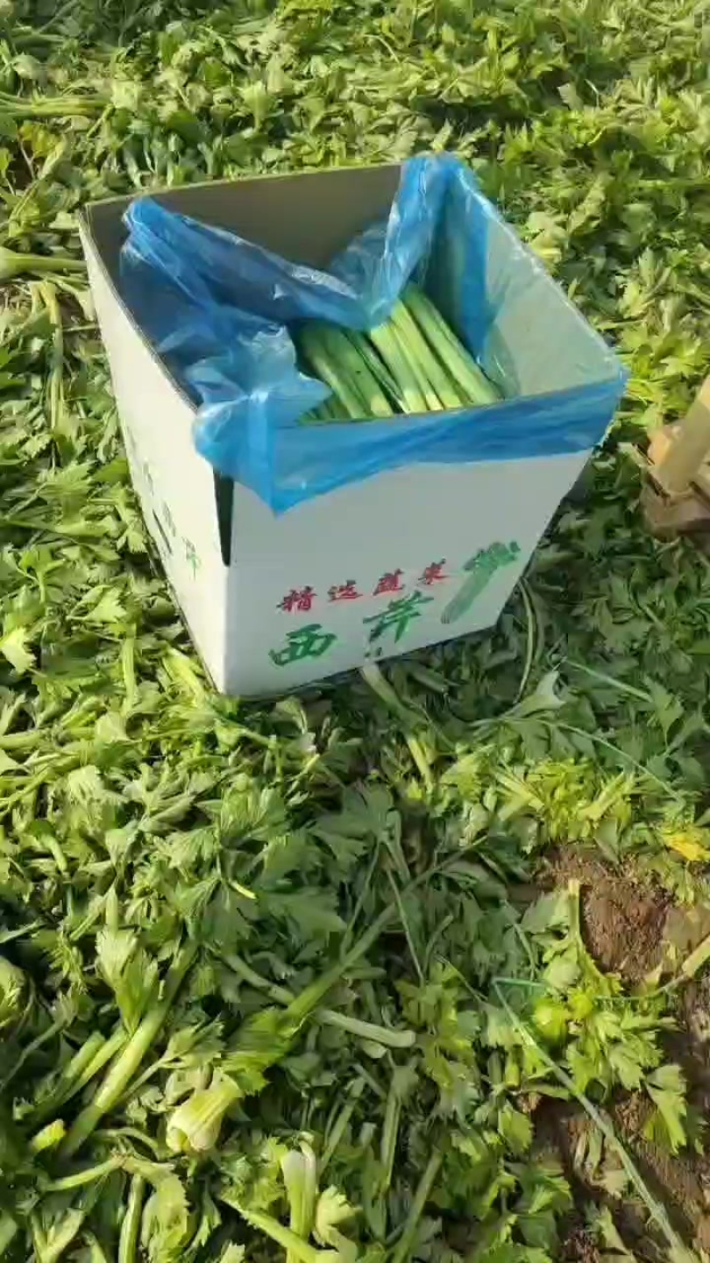 西芹大中小颗