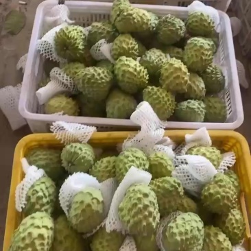 自家果园种植凤梨释迦，口感好，欢迎各大电商合作
