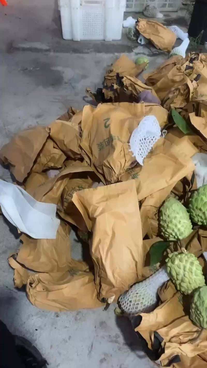 自家果园种植凤梨释迦，口感好，欢迎各大电商合作