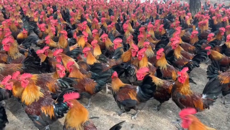 靓黑瑶公