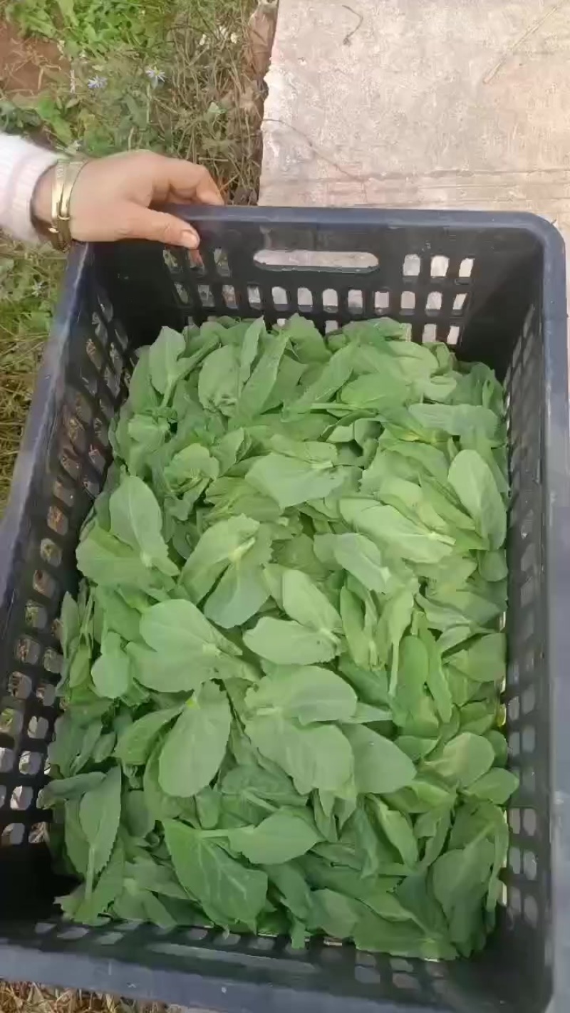 新鲜精品豌豆苗，贵州省六盘水市当地产，健康美味