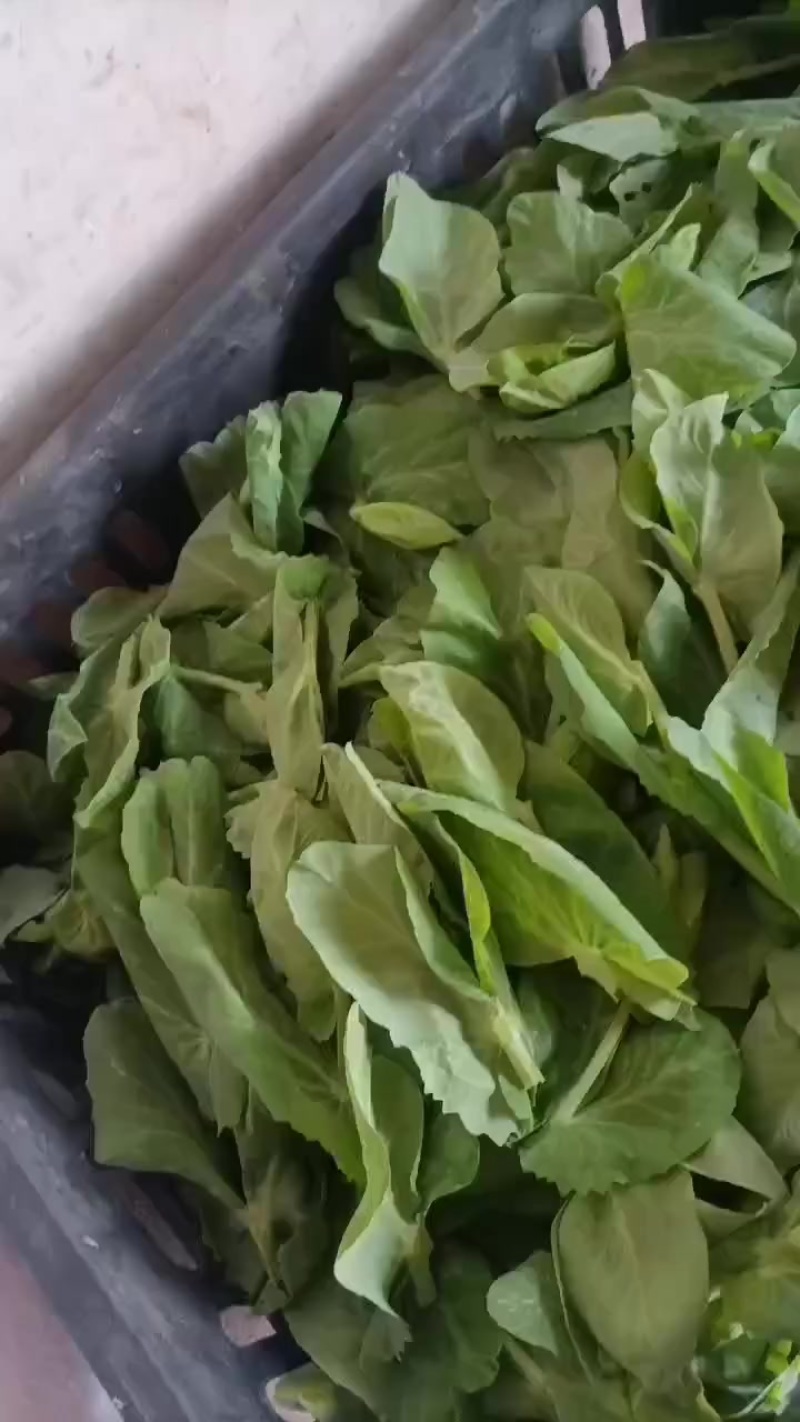 新鲜精品豌豆苗，贵州省六盘水市当地产，健康美味