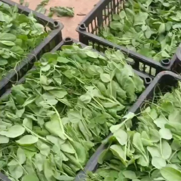 新鲜精品豌豆苗，贵州省六盘水市当地产，健康美味