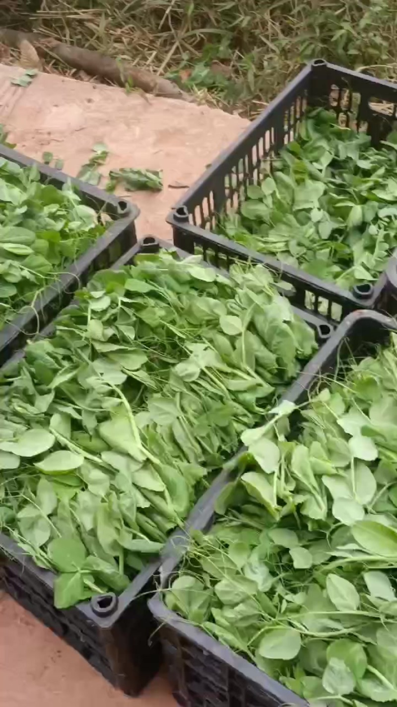 新鲜精品豌豆苗，贵州省六盘水市当地产，健康美味