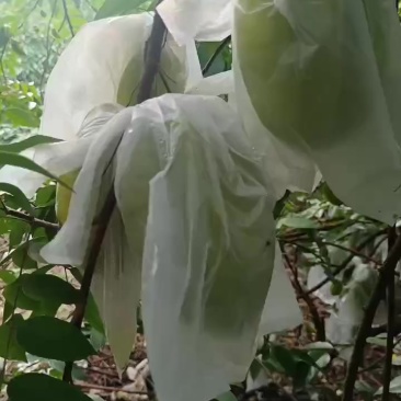 河唇甜杨桃丰收季