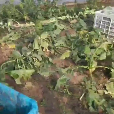 正宗天津沙窝萝卜一件代发