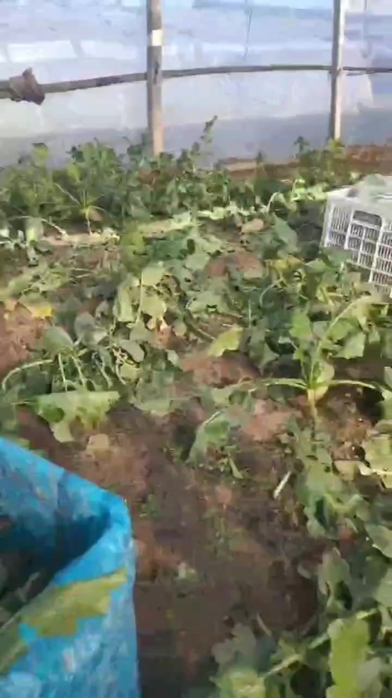 正宗天津沙窝萝卜一件代发