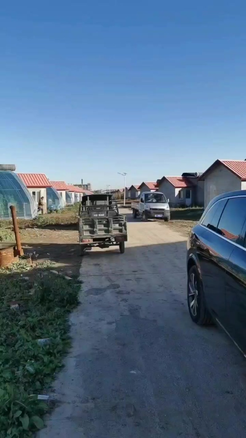 正宗天津沙窝萝卜一件代发
