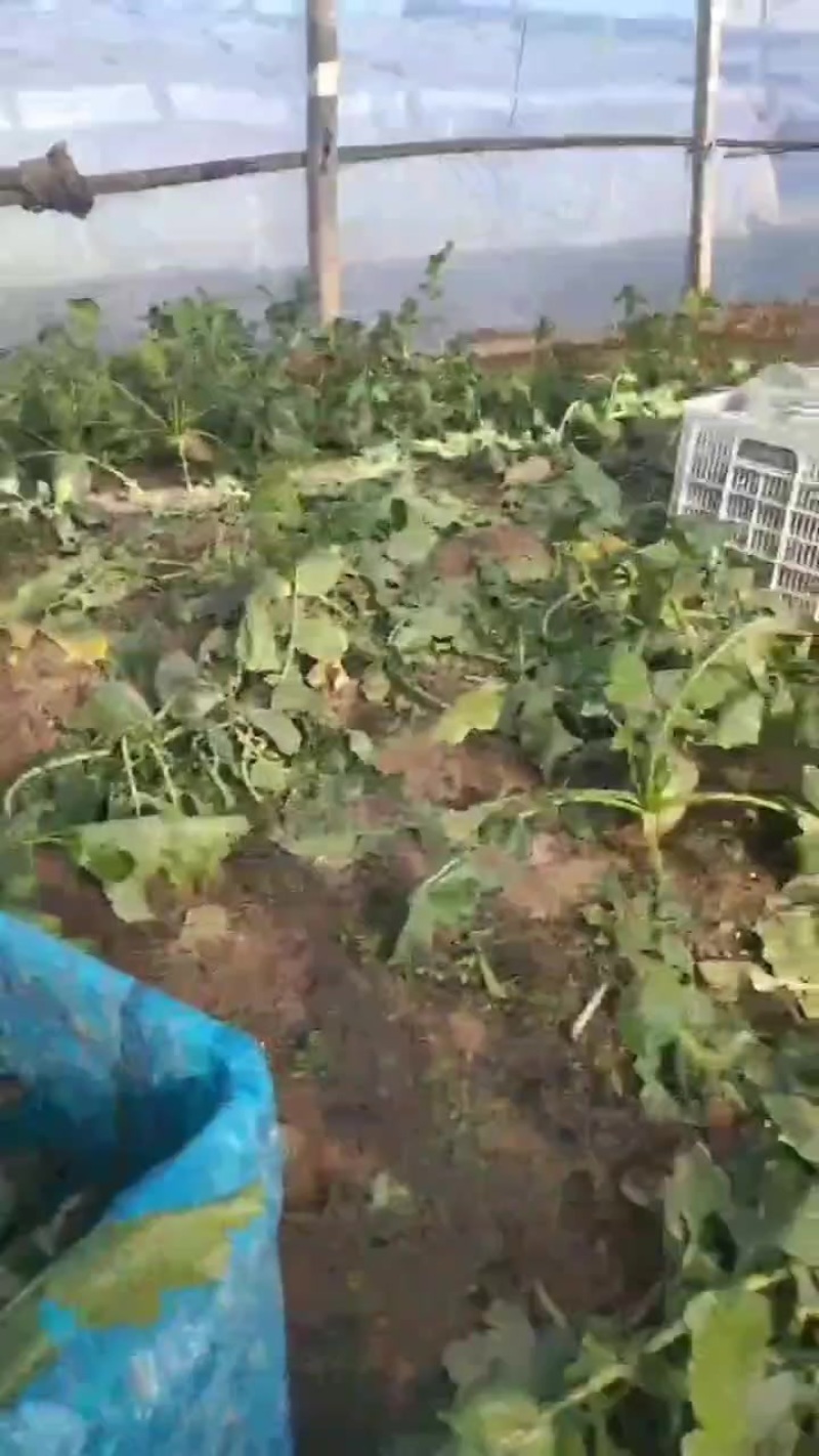 正宗天津沙窝萝卜一件代发