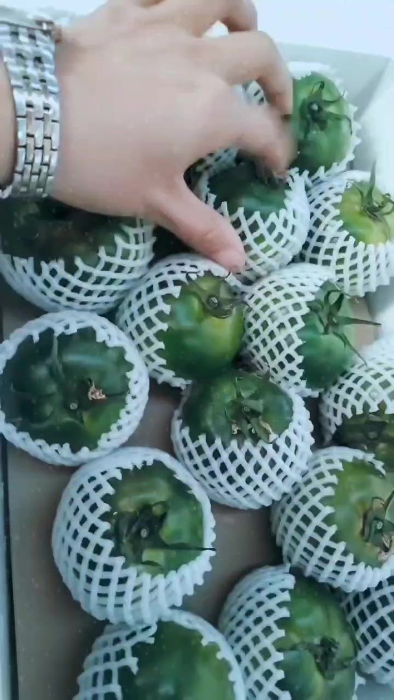 正宗天津沙窝萝卜一件代发