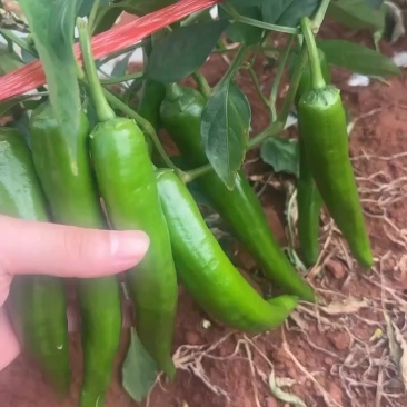 广东湛江青皮辣椒，现货当天现摘现发、可产地看货！
