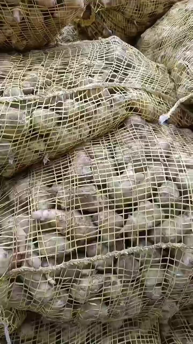 鬼子姜，洋姜大量上市中，有有需要老板联系我哦，