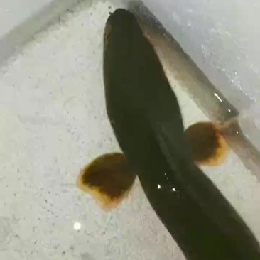 鳗鱼