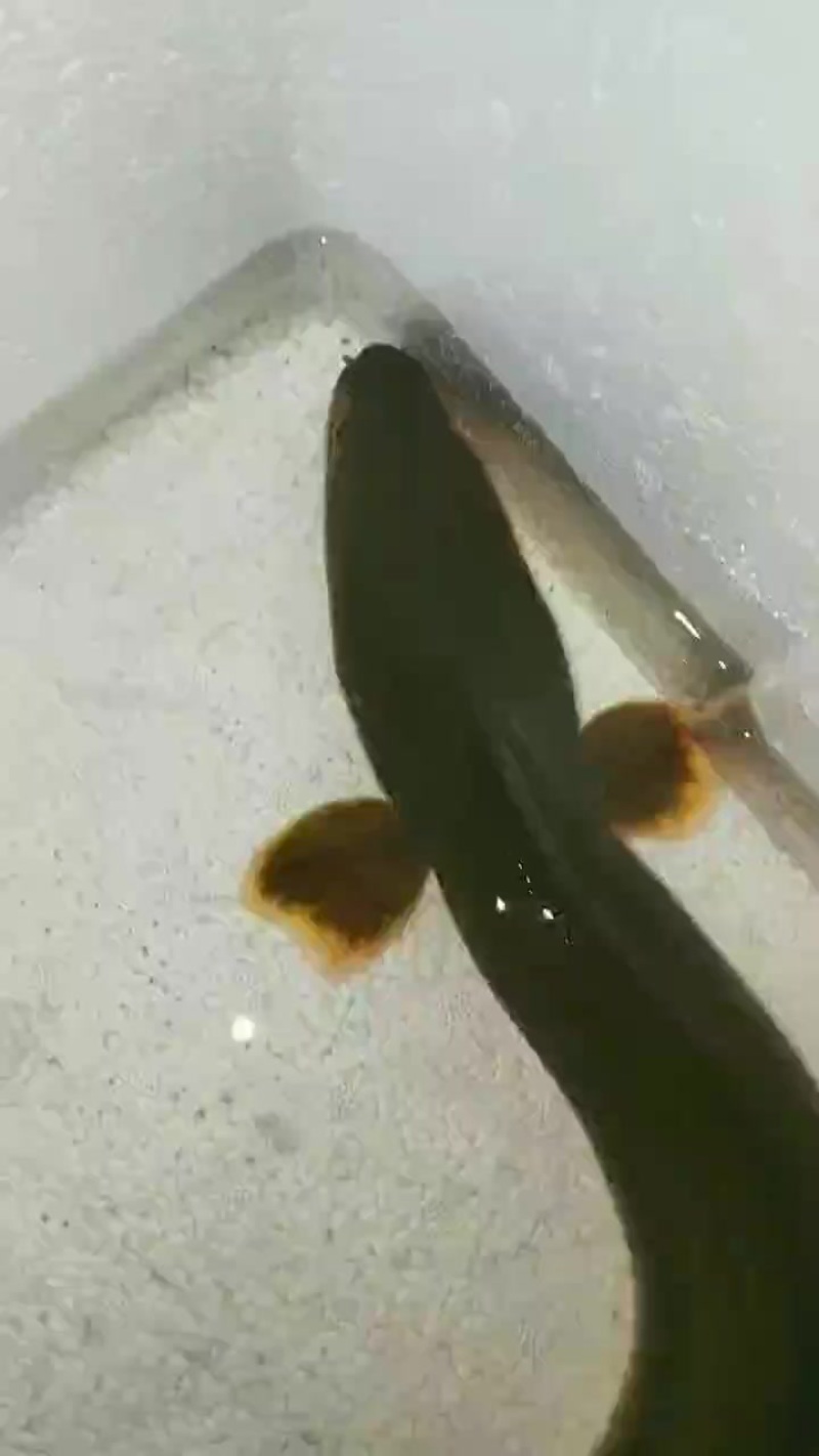 鳗鱼