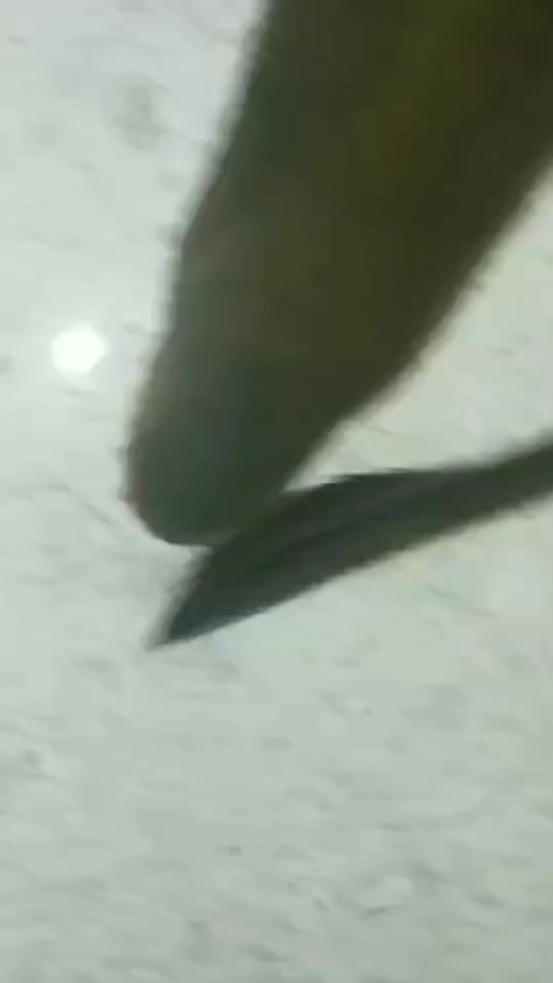 鳗鱼