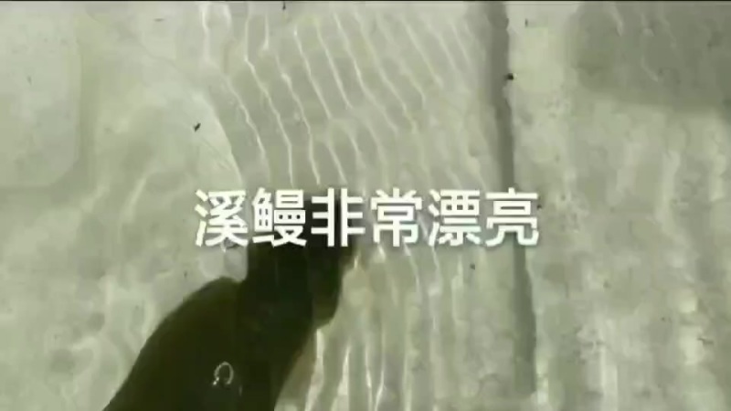 鳗鱼