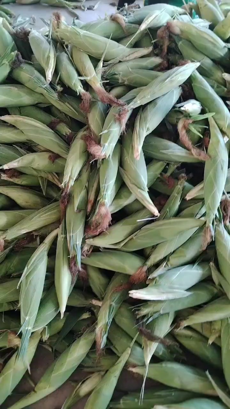 甜脆玉米