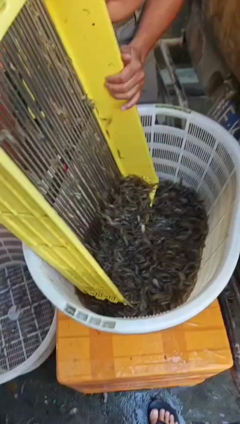 鲜活小河虾，冰鲜打包，要的赶紧来迟了就没有了