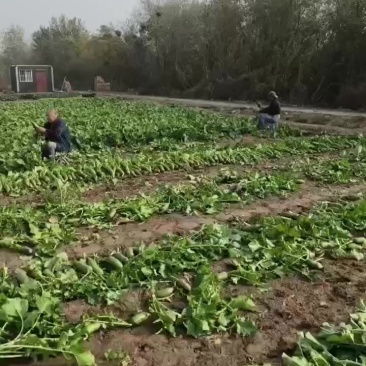 沙窝萝卜，冷库萝卜，代发萝卜
