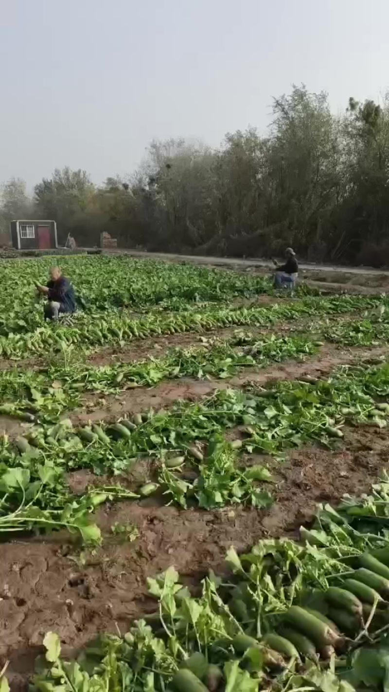 沙窝萝卜，冷库萝卜，代发萝卜
