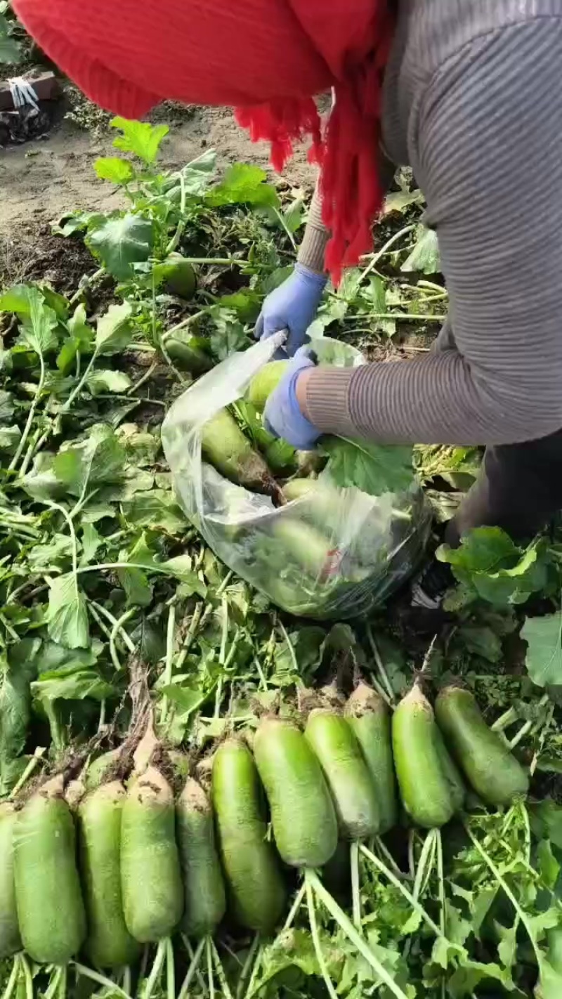 沙窝萝卜，冷库萝卜，代发萝卜