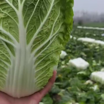 湖北黄心大白菜