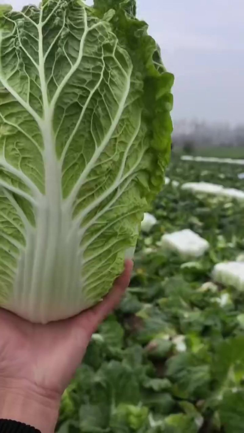 湖北黄心大白菜