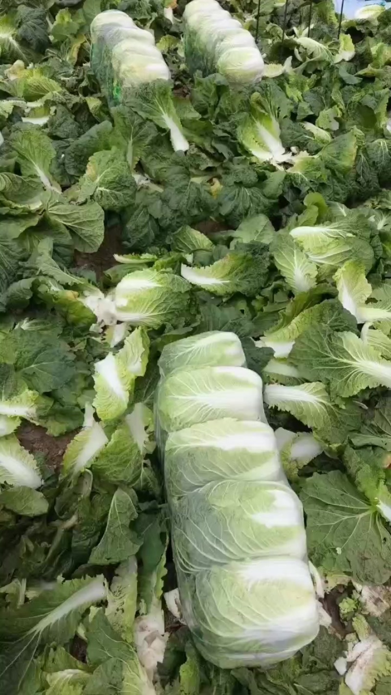 湖北黄心大白菜