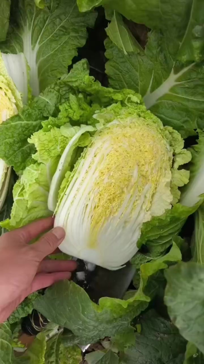 湖北黄心大白菜