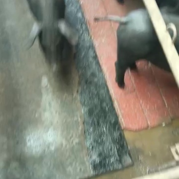 黑仔猪仔猪