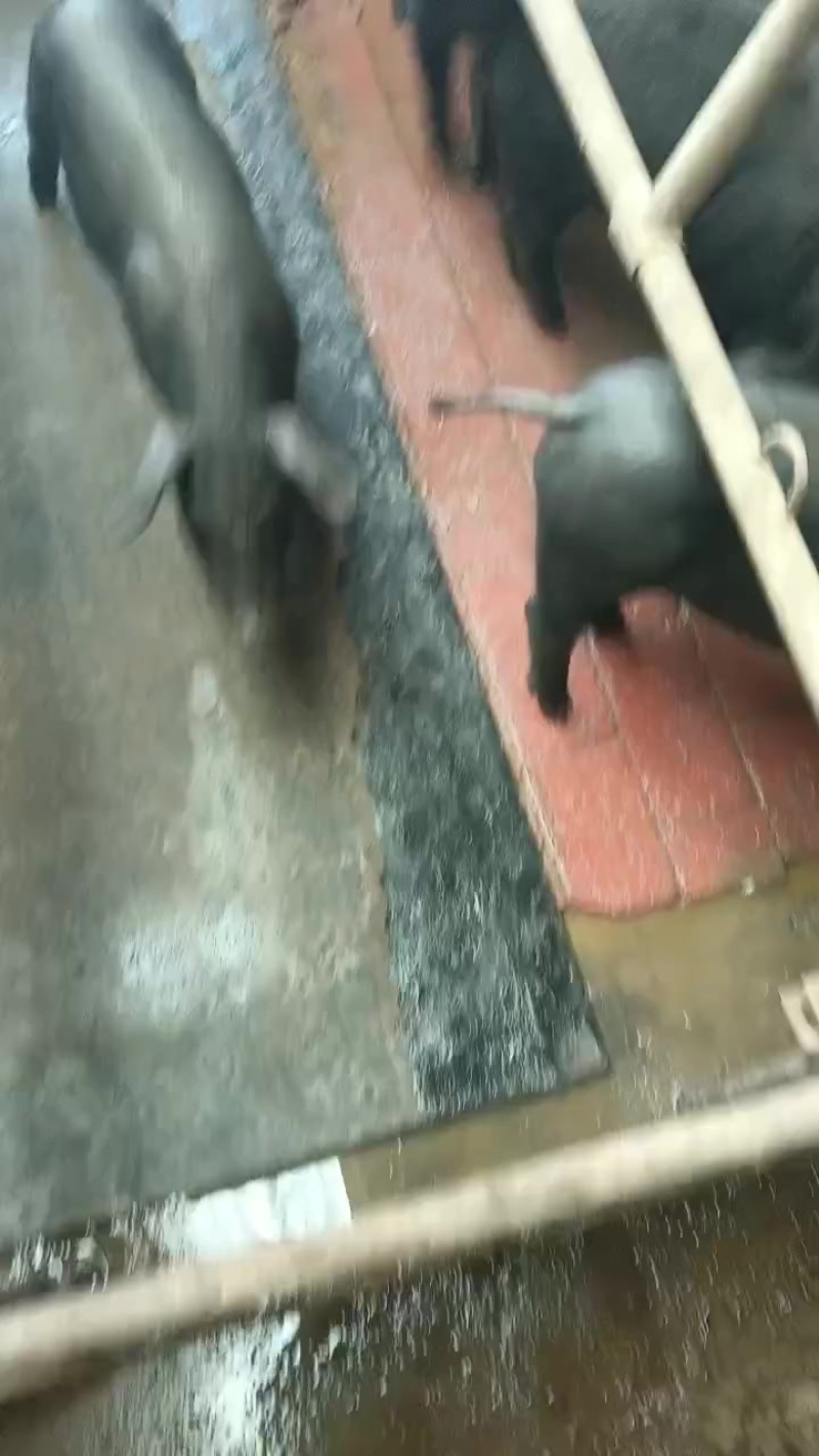 黑仔猪仔猪