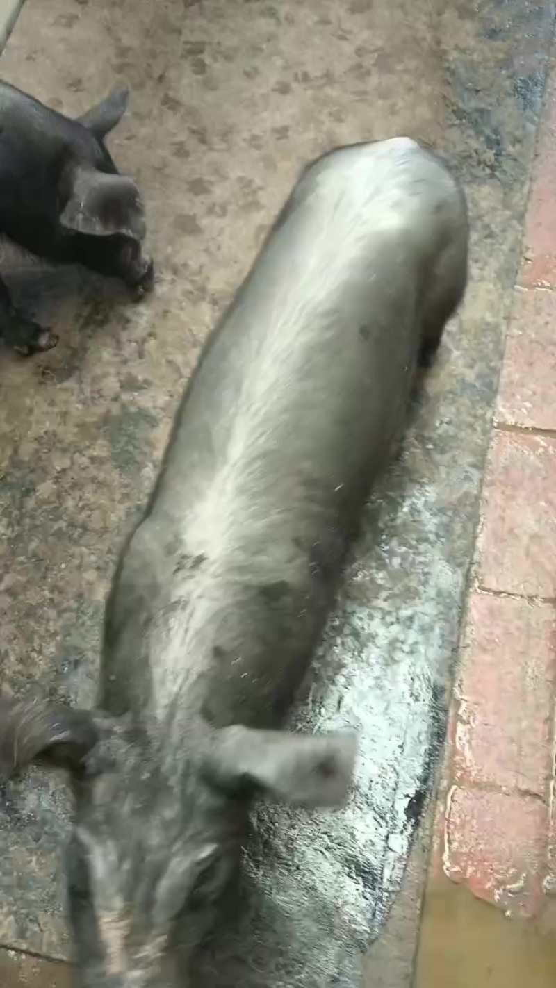黑仔猪仔猪