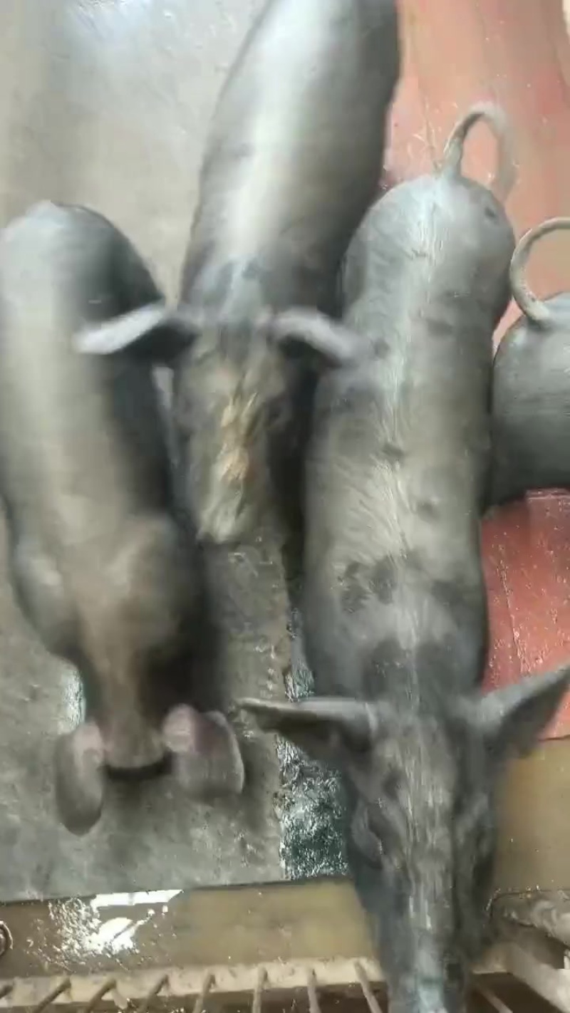 黑仔猪仔猪
