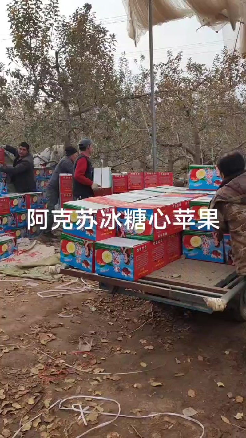 阿克苏冰糖心苹果，高次果，每一颗都有满满的冰糖心！