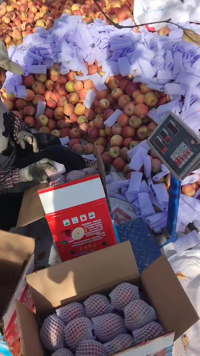 阿克苏冰糖心苹果，高次果，每一颗都有满满的冰糖心！