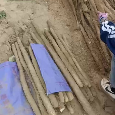 白玉山药
