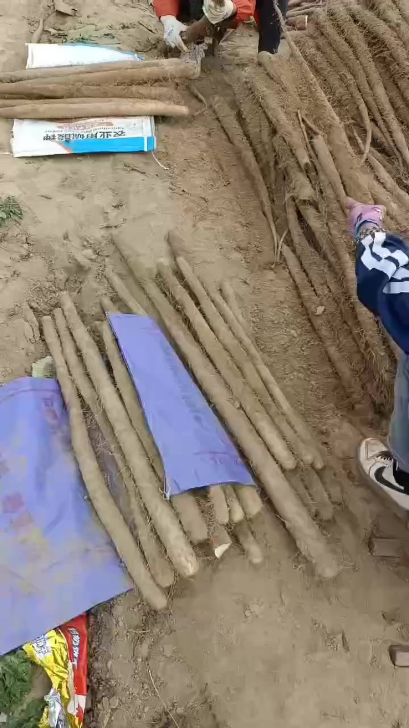 白玉山药