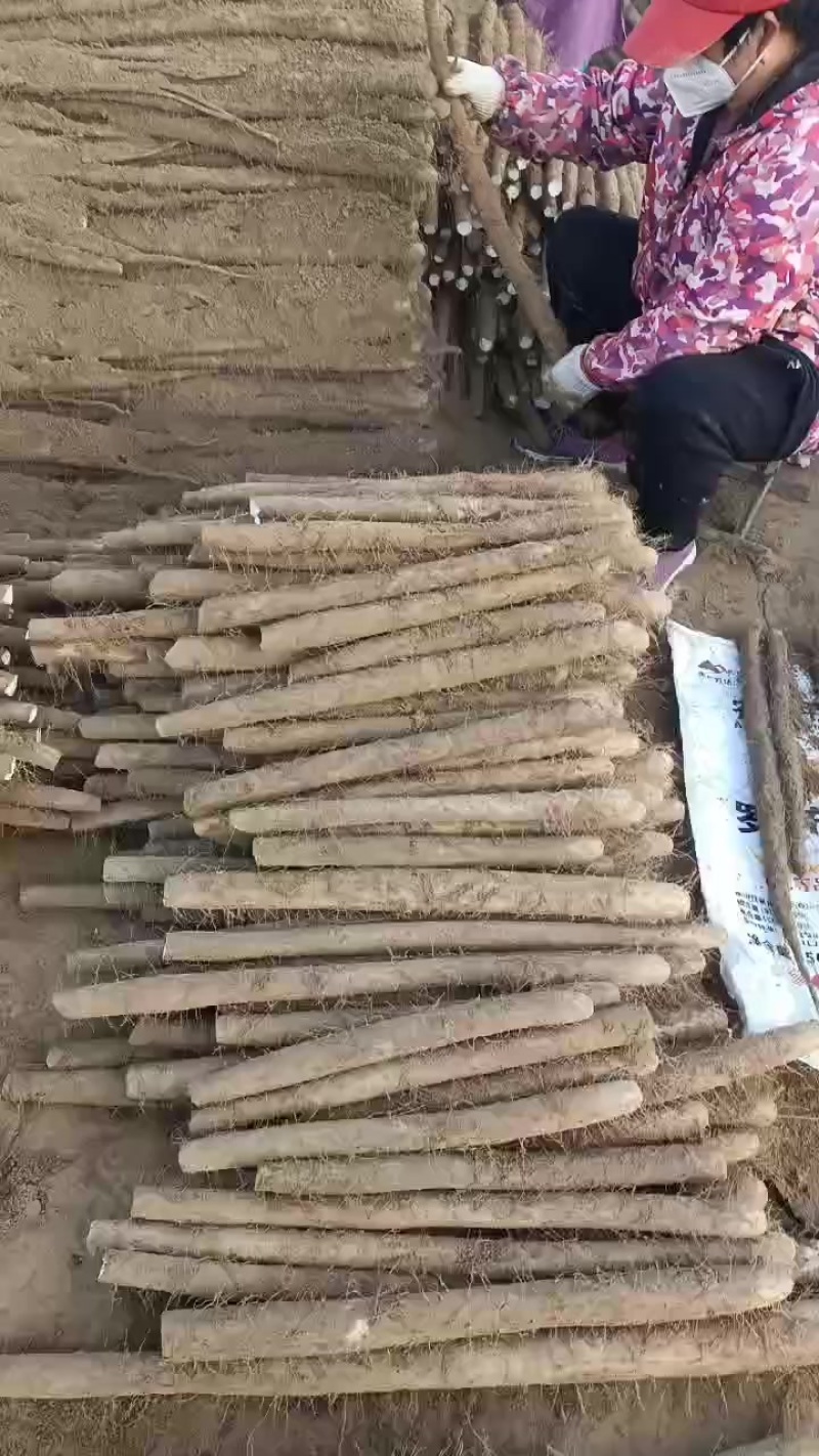 白玉山药