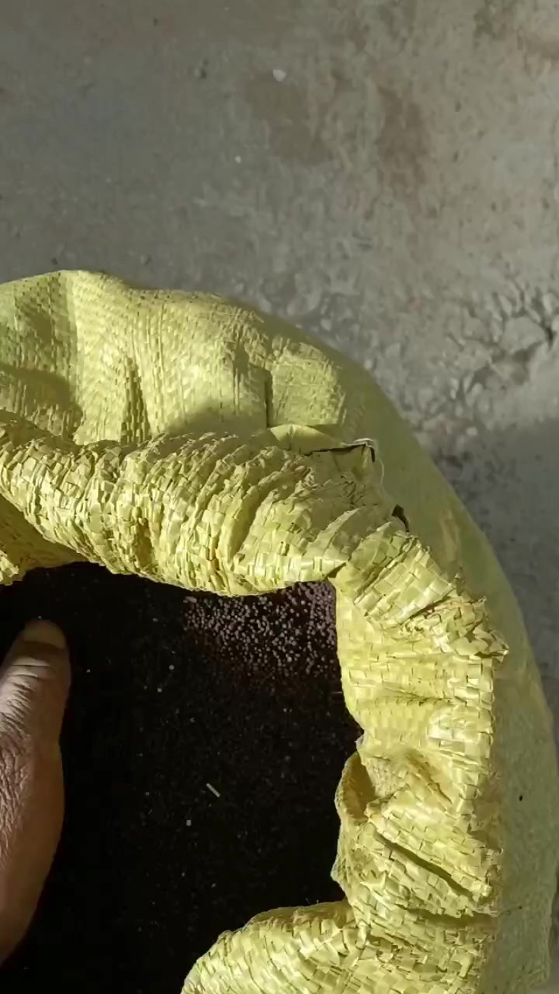 青海高原地的油菜籽，