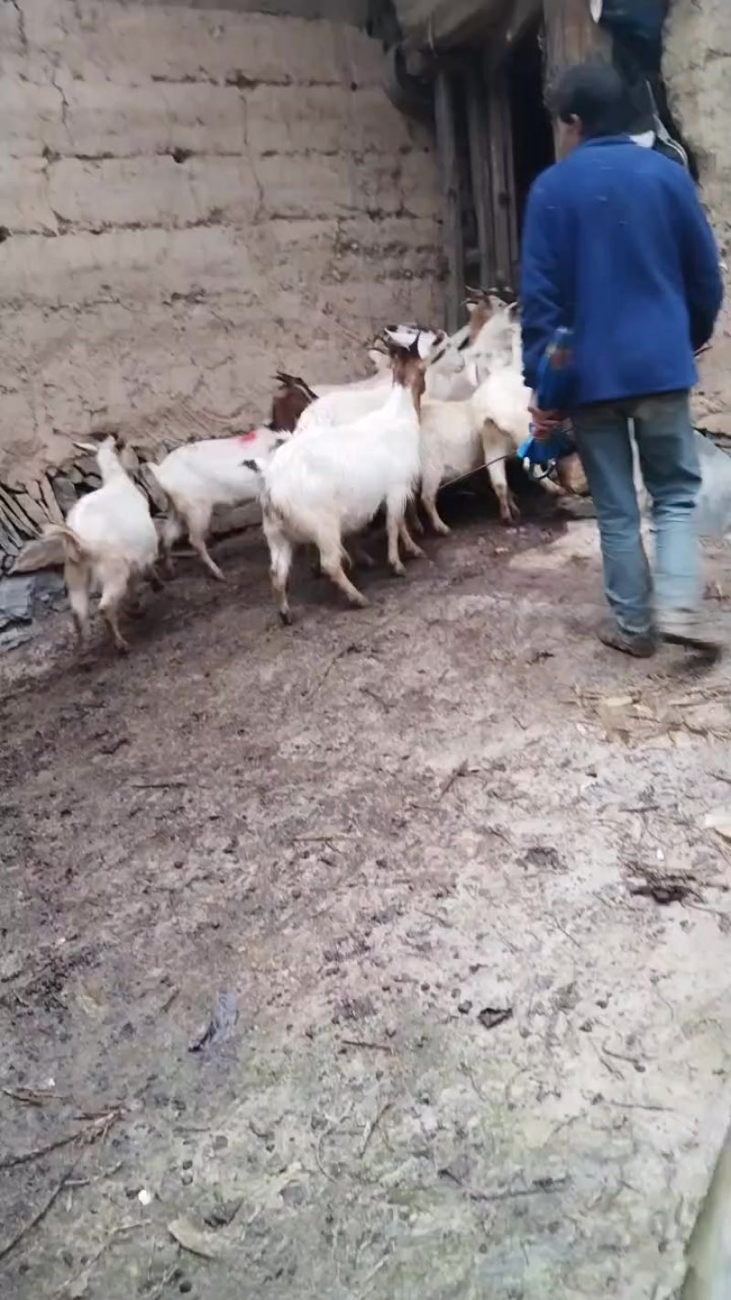 白山羊母羊